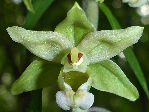 Epipactis purpurata (violet helleborine), Lower Woods, Gloucestershire