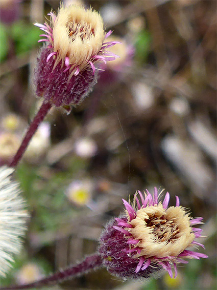 Purple phyllaries