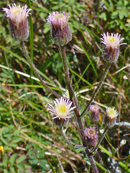 Group of flowerheads