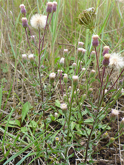 Group of stems