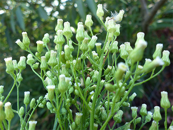 Clustered inflorescence