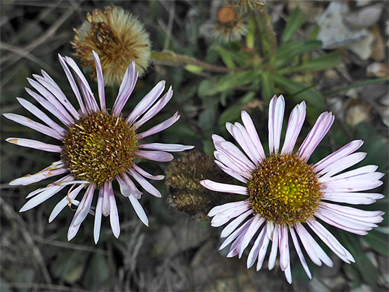 Erigeron glaucus (beach aster), Hengistbury Head, Dorset