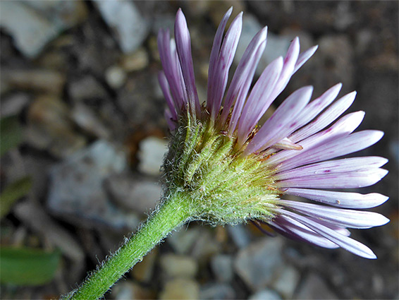 Hairy phyllaries