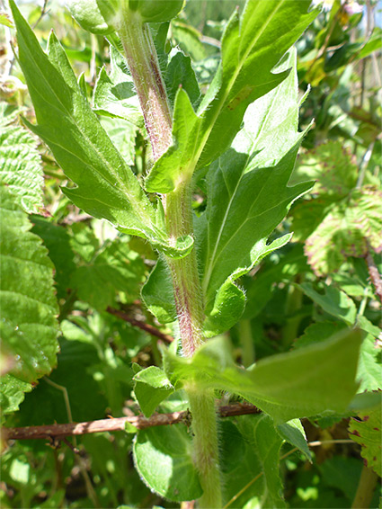 Hairy stem