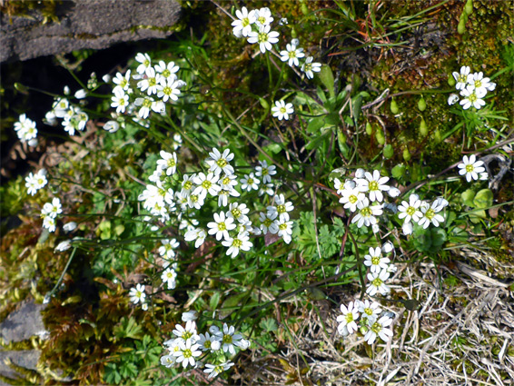 Many flowers