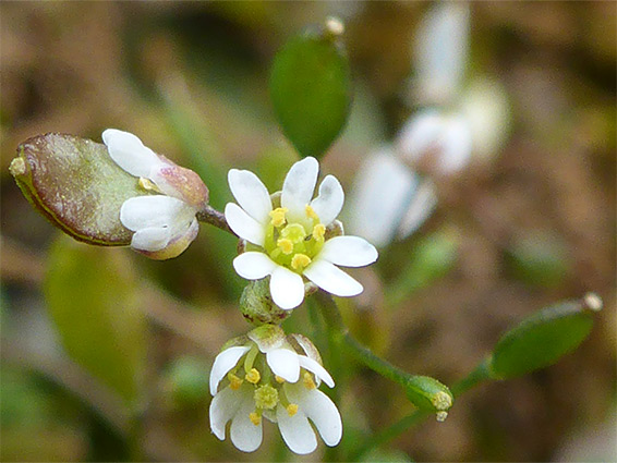 Flowers and fruit