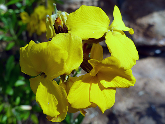 Yellow flowers