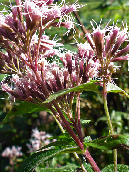 Flower stalks