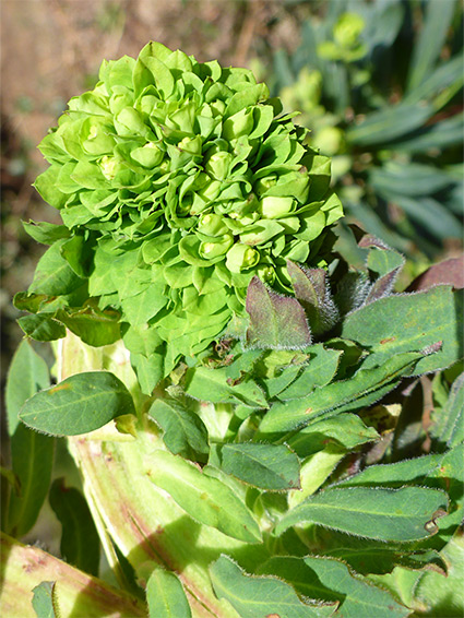 Leaves and flowers