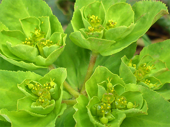 Green flowers