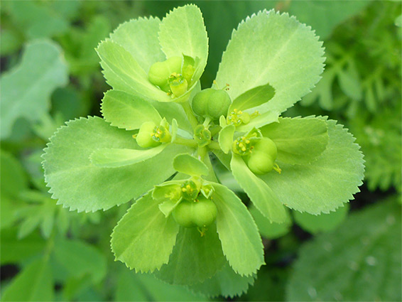 Inflorescence