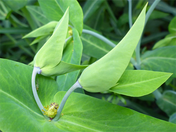 Caper spurge (euphorbia lathyris), Stoke Gifford, Gloucestershire