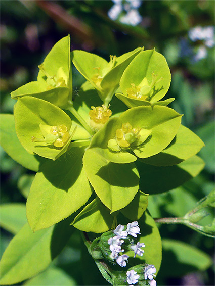 Greenish-yellow bracts