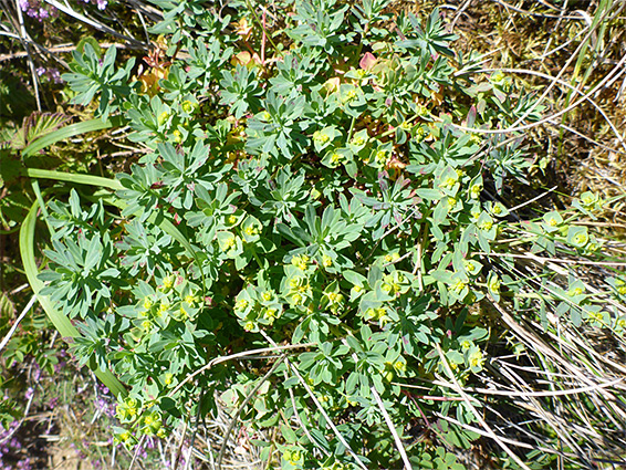 Low-growing plant