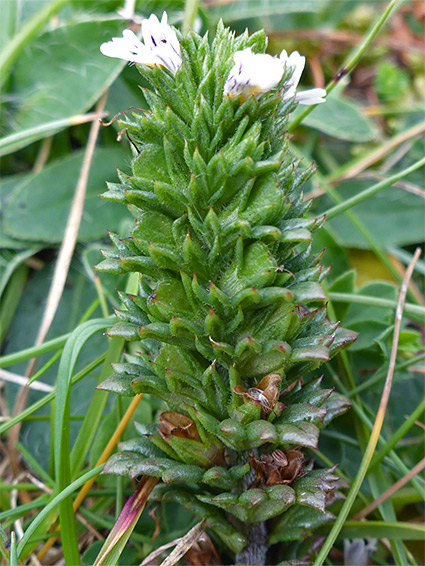 Clustered leaves