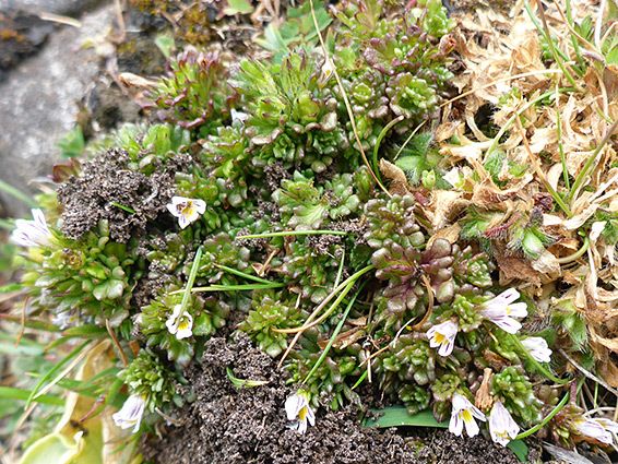 Tiny flowers and leaves