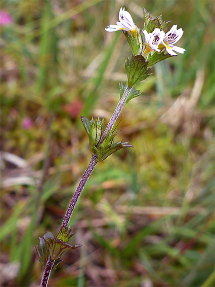 Stem with appressed hairs