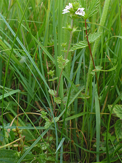 Slender stem