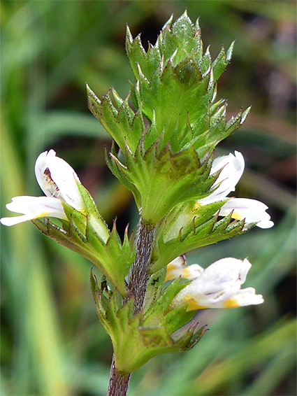 Sharply-toothed leaves