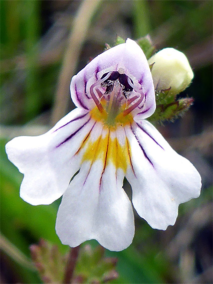 Pale pink flower