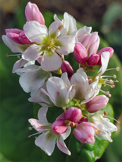 Buckwheat, fagopyrum esculentum, Whitewell Wood, Gloucestershire