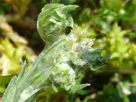 Leaves and flowerheads