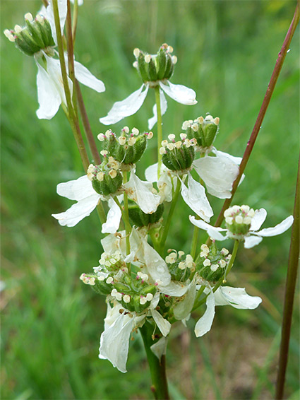 Withering flowers