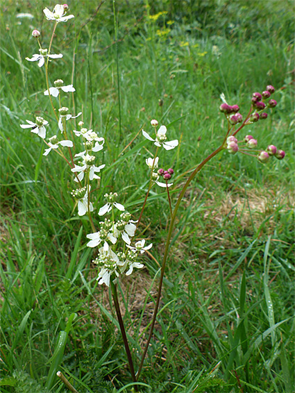 Flowers and buds