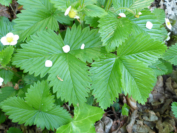 Trifoliate leaves