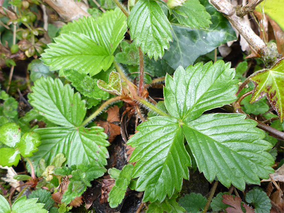 Stems and leaves