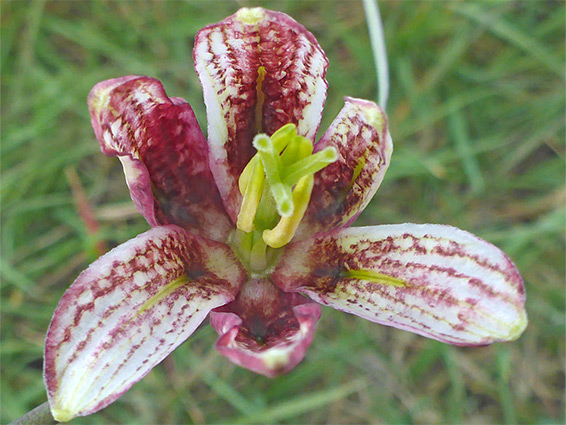 Green stigma