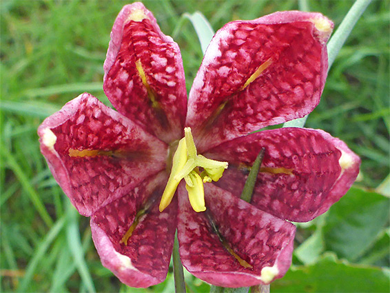 Six-lobed corolla