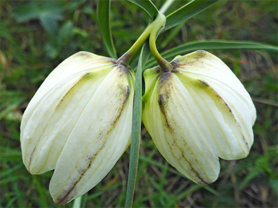 Two white flowers