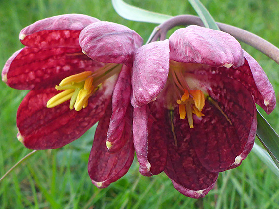 Red purple flowers