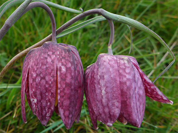 Pendent flowers