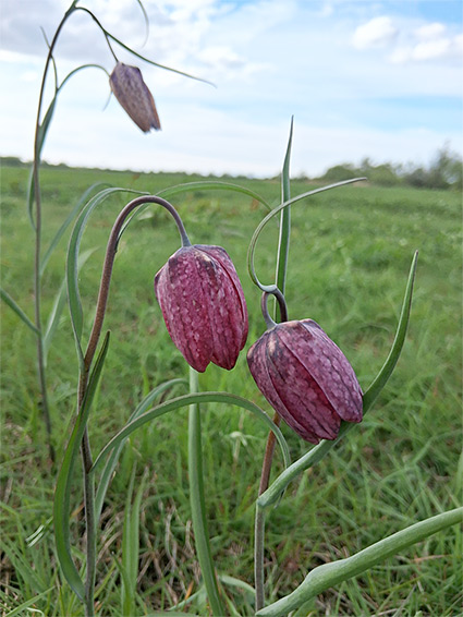 Plant in situ