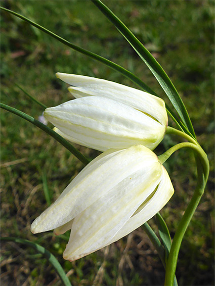 White petals