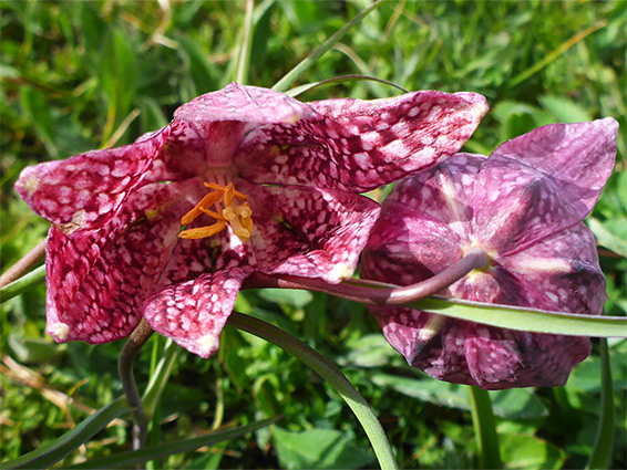 Pair of flowers
