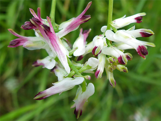 White ramping-fumitory (fumaria capreolata), Broughton Burrows, Swansea