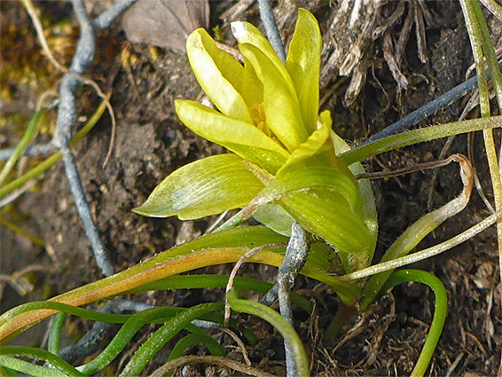 Developing flower