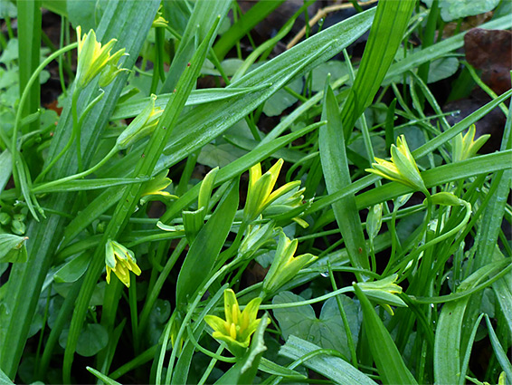 Leaves and stems