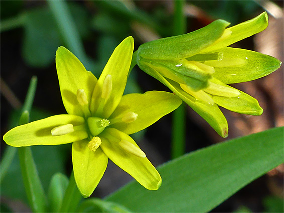 Pair of flowers