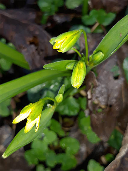 Buds