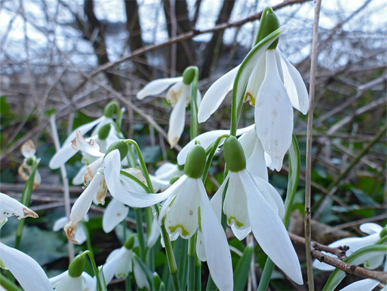 Galanthus nivalis, common snowdrop, Oxwich, Swansea