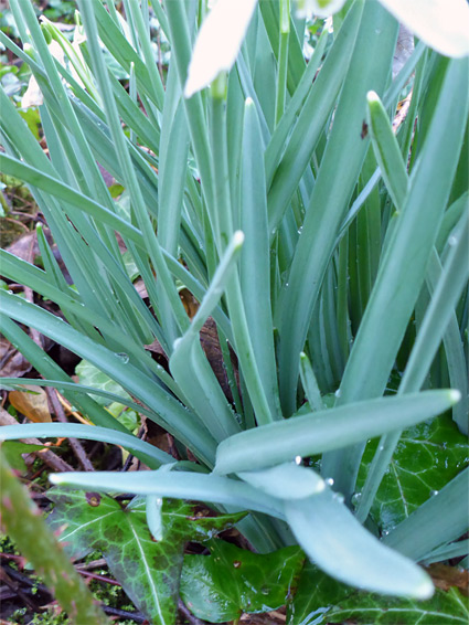 Leaves