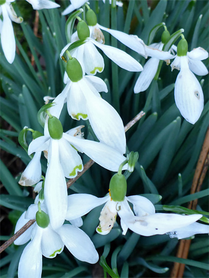 White flowers