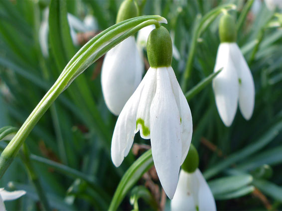 Flower and stalk