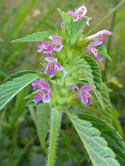 Flowers and leaves