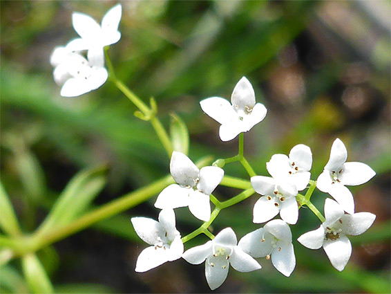 White flowers