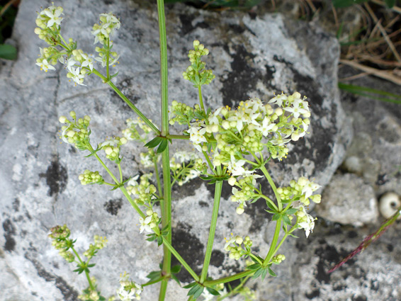 Many flowers